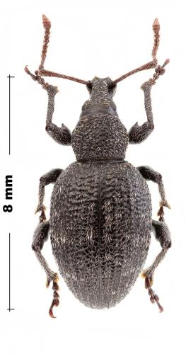 Otiorhynchus tristis